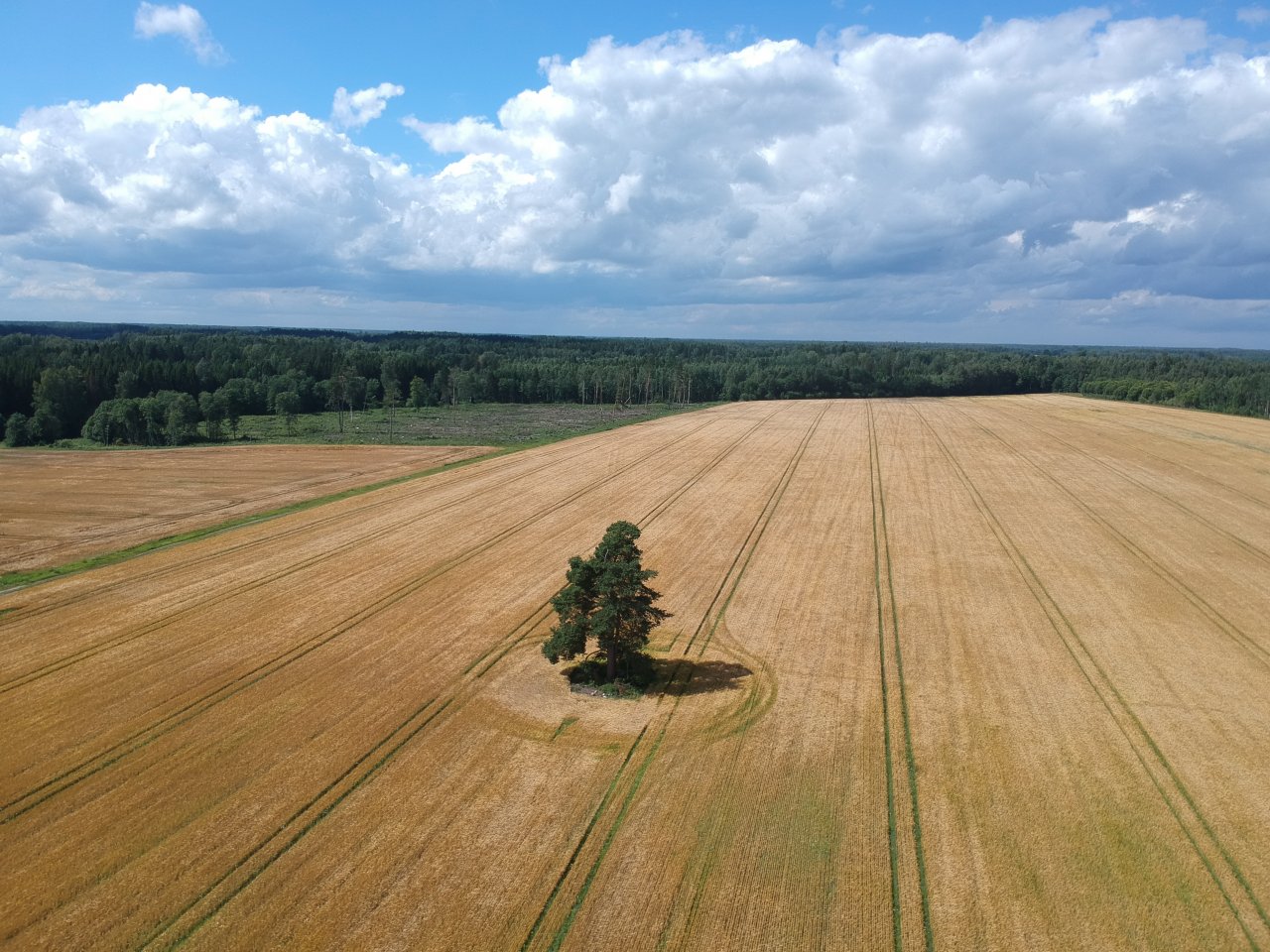 Labības lauks ar koku vidū no drona lidojuma